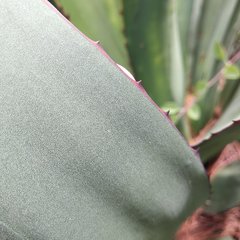 Agave