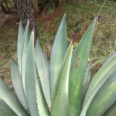 Agave
