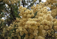 Acacia victoriae