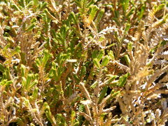 Selaginella tenella