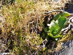 Selaginella tenella