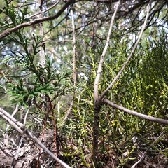 Phoradendron minutifolium