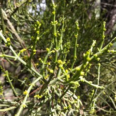 Phoradendron minutifolium