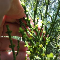 Phoradendron minutifolium