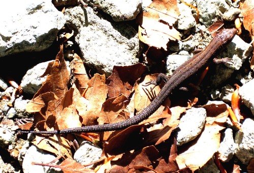 Carniolan lizard, Provincia di Biella, Italia, photo 5 of 10