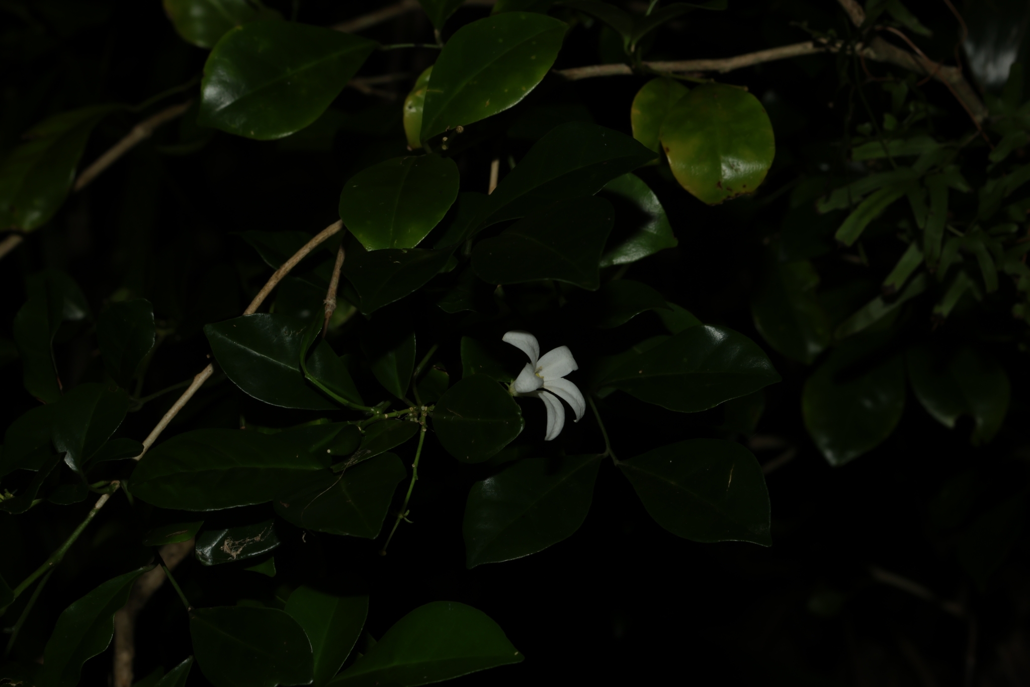 Murraya omphalocarpa