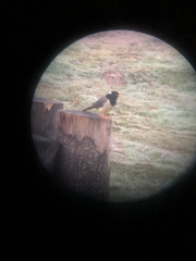 Urocissa flavirostris