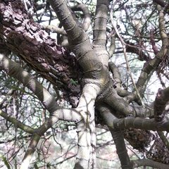 Phoradendron minutifolium