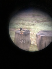 Urocissa flavirostris