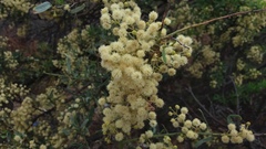 Acacia victoriae