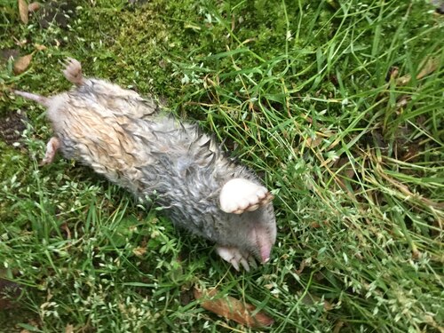Eastern Mole (Scalopus aquaticus)