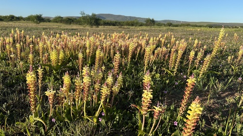 Pale Viooltjie (Lachenalia pallida)
