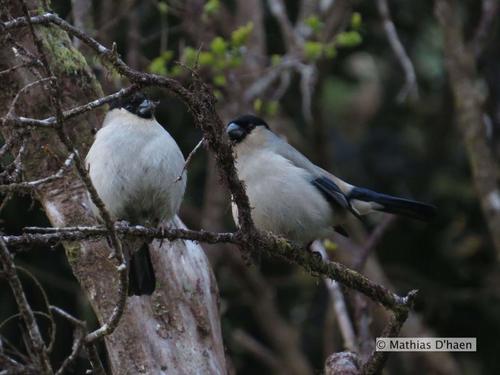 Azores Bullfinch
