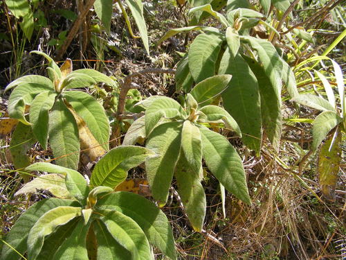 Rhytidophyllum vernicosum