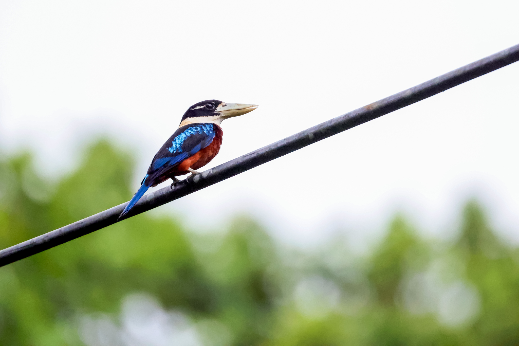 Rufous-bellied Kookaburra (Dacelo gaudichaud)
