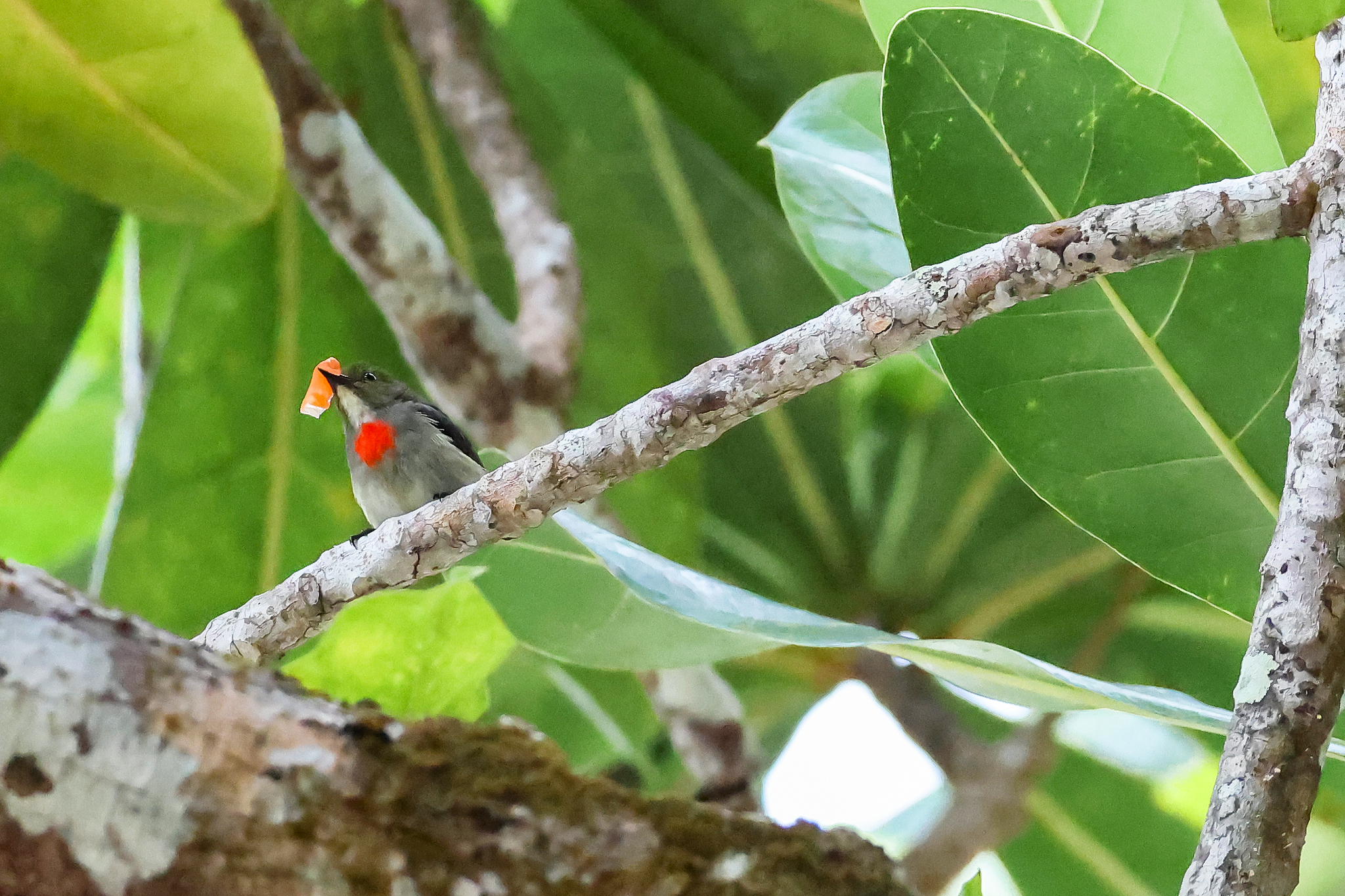 Olive-crowned Flowerpecker (Dicaeum pectorale), photo 6