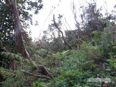 Pyrrhula murina
