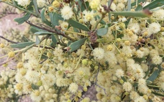 Acacia victoriae