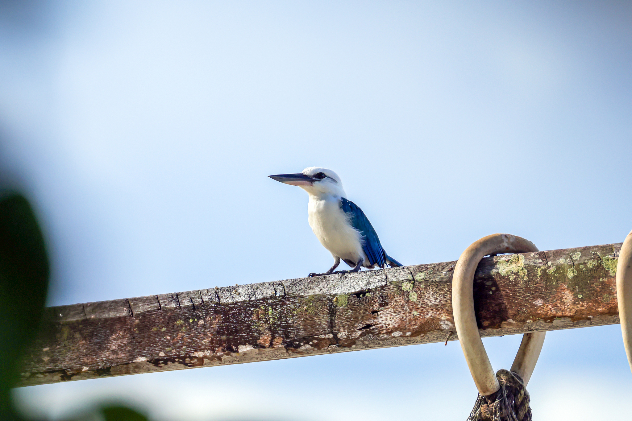 Beach Kingfisher (Todiramphus saurophagus)