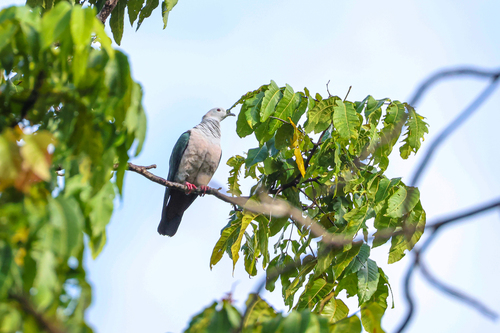 Spice Imperial Pigeon (Ducula myristicivora), photo 7
