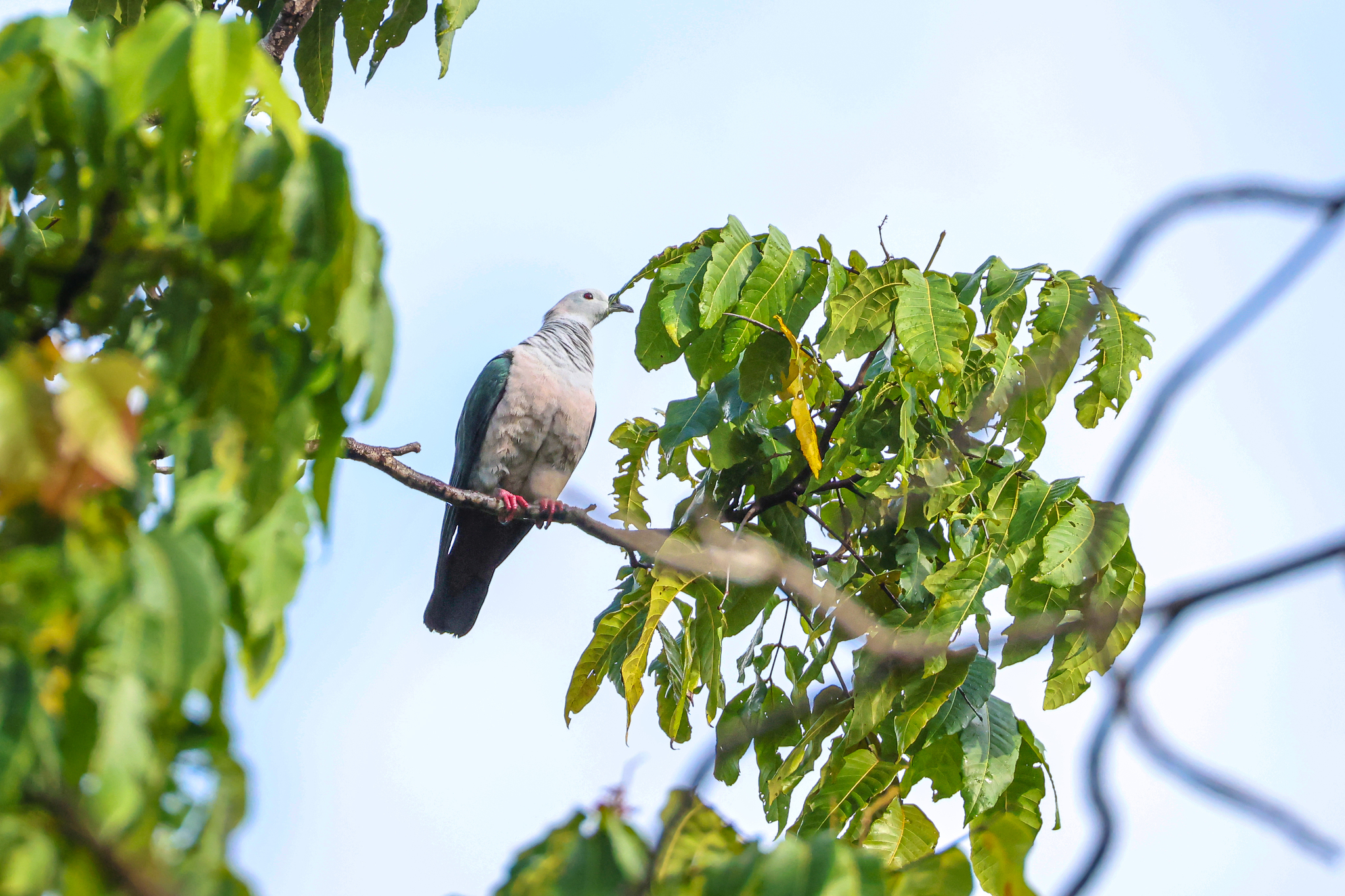 Spice Imperial Pigeon (Ducula myristicivora), photo 6