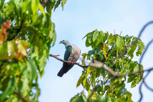 Spice Imperial Pigeon (Ducula myristicivora), photo 6