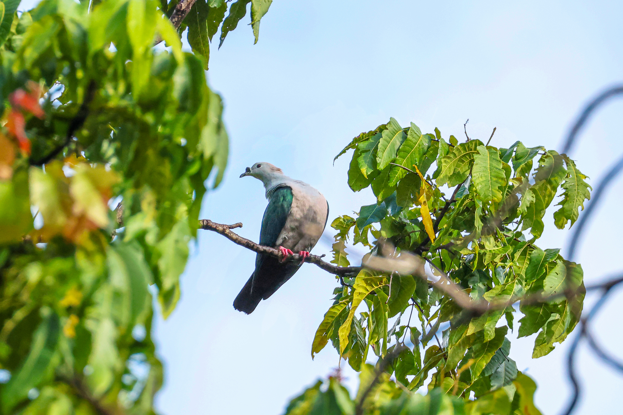 Spice Imperial Pigeon (Ducula myristicivora), photo 5