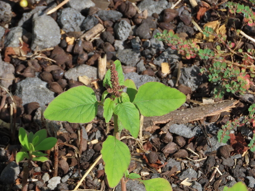 Amaranthus viridis observed 2025-09-04