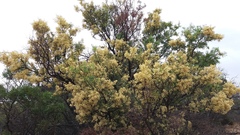Acacia victoriae