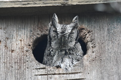 Megascops asio mccallii