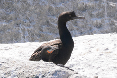 Phalacrocorax neglectus