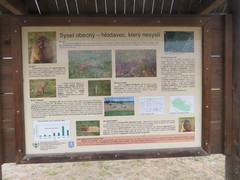 Spermophilus citellus