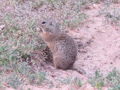 Spermophilus citellus