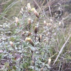 Brickellia veronicifolia