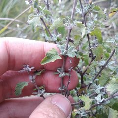 Brickellia veronicifolia