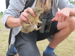 Spermophilus citellus