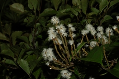 Symplocos cochinchinensis, photograph (c) 林正文, some rights reserved (CC BY)
