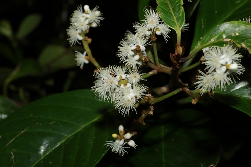Symplocos cochinchinensis (Lour.) S.Moore