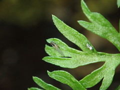 Cavariella aegopodii