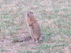 Spermophilus citellus