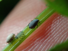 Cavariella aegopodii
