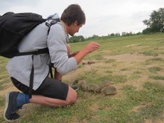 Spermophilus citellus