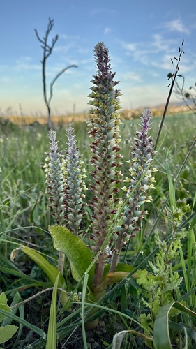 Lachenalia granitica