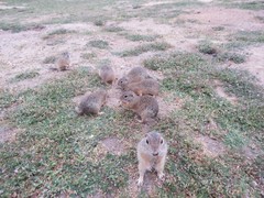 Spermophilus citellus