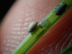 Cavariella aegopodii