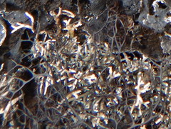 Umbilicaria proboscidea