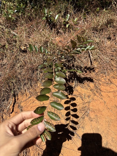 Malagasy tea (Aphloia theiformis)