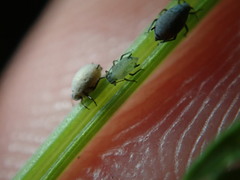 Cavariella aegopodii