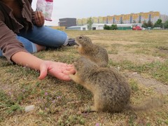 Spermophilus citellus