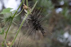 Echinopepon wrightii